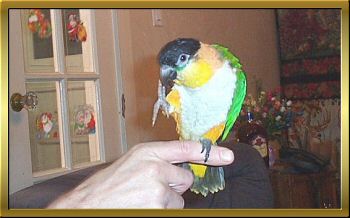 Mango